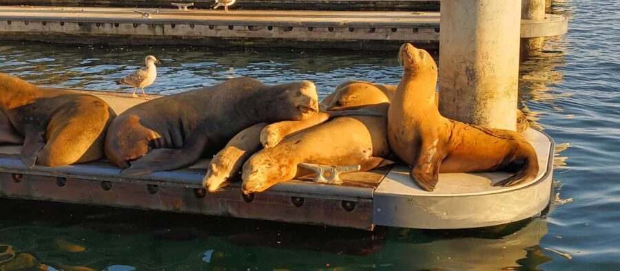 Romantic Boat Cruise with Wine & Cheese or Surprise Dinner - Wine & cheese vibe vs surprise dinner for two