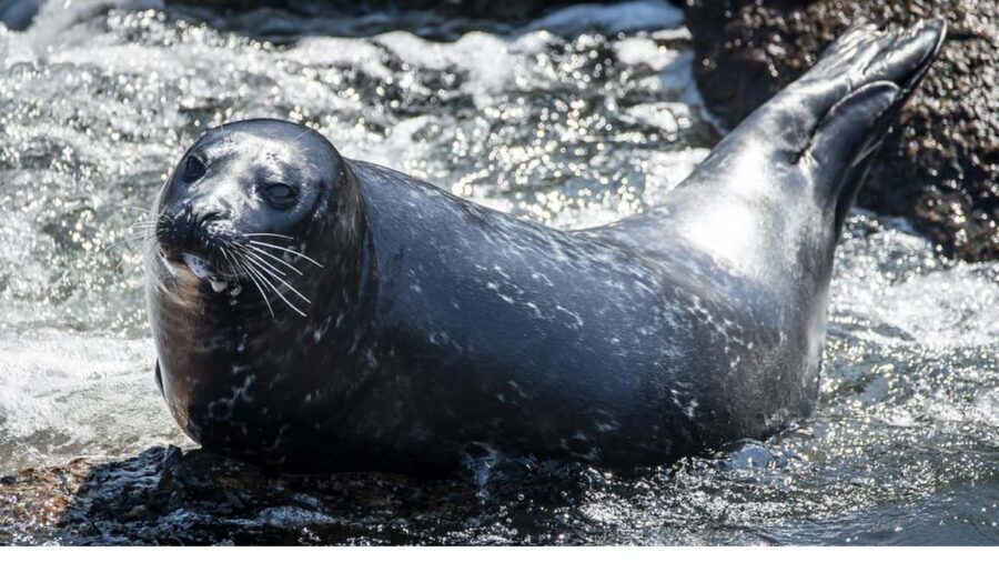San Pedro: West Harbor LA Dolphin & Whale Watching Cruise - Which Whales You Might See by Season (and Why It Changes the Game)