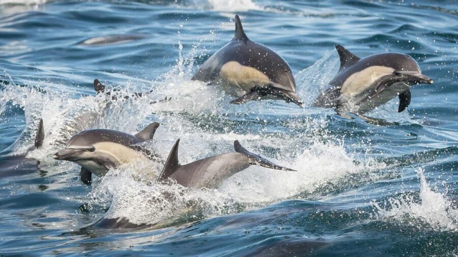 San Pedro: West Harbor LA Dolphin & Whale Watching Cruise - Price and Value: Is $45 a Fair Deal?