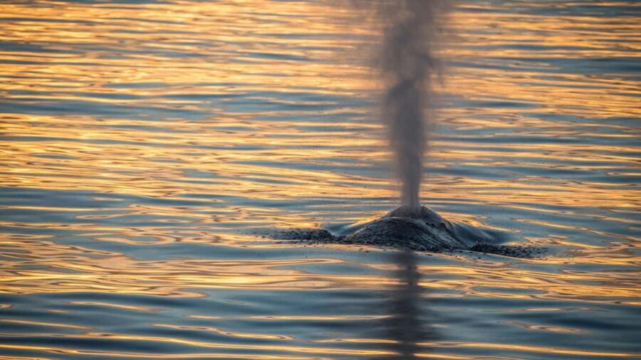 San Pedro: West Harbor LA Dolphin & Whale Watching Cruise - Practical Tips So You Don’t Miss the Good Stuff