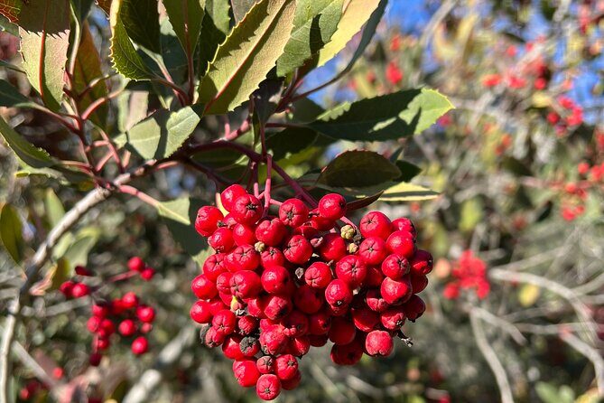 The Premier Hollywood Sign Tour: Nature in the Heart of the City - Stop 2: Brush Canyon Trail, Mulholland connections, and Tyrolean Tank