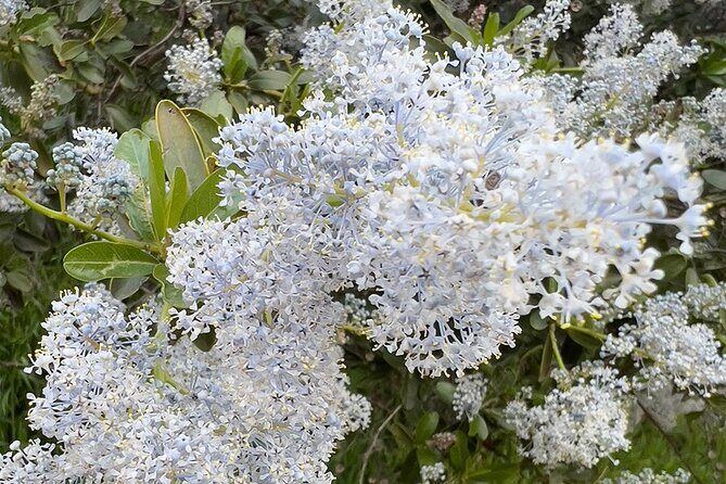 The Premier Hollywood Sign Tour: Nature in the Heart of the City - Four ecosystems on one hike: the plants explain the views